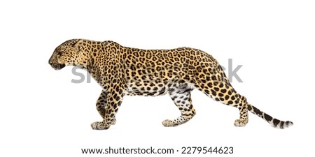 Side view of a Spotted leopard walking away, Panthera pardus, isolated on white