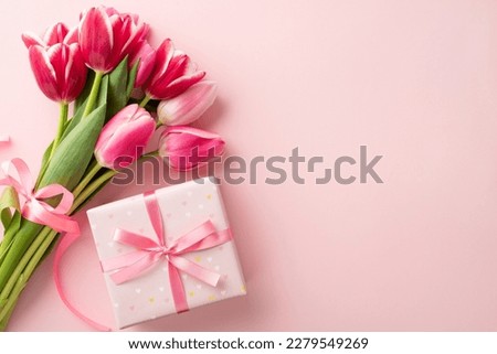 Mother's Day celebration concept. Top view photo of giftbox with ribbon bow and bouquet of pink tulips on isolated pastel pink background with copyspace Royalty-Free Stock Photo #2279549269