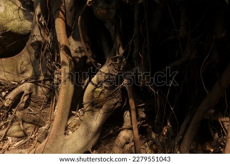 Natural strong and big tree trunk with a lot of roots above the ground. Tree growing on dry soil land isolated photo landscape template.