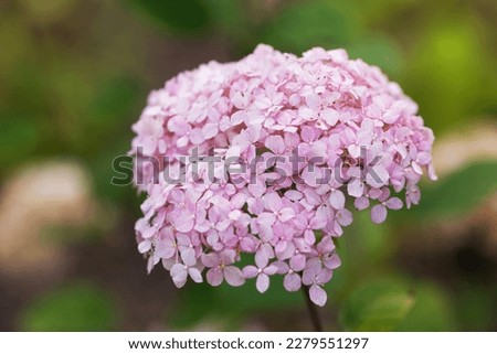 Photo of a pink hydrangea arborescens against the sun's rays Royalty-Free Stock Photo #2279551297