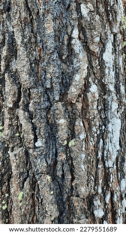 Close up view of pine tree trunk. Abstract background