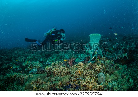 Diver and various coral reefs in Gili Lombok Nusa Tenggara Barat Indonesia underwater photo. There are sponge Cribrochalina sp.