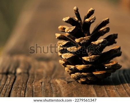 A pine cone on a bench
