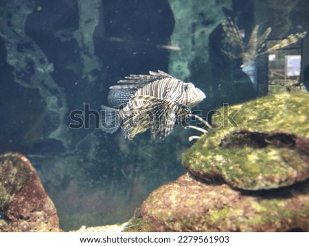 Aquarium Fish|Underwater fish|Aquarium colorful fish