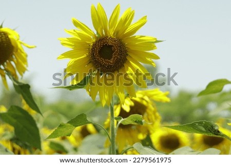 It is a natural beautiful sunflower and its leafy tree. The flower looks amazing and unique. You can use it for any of your professional work. This is a picture taken by my own camera. It adds heart.