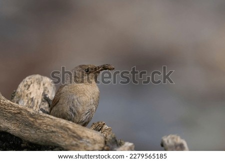 Cobb's Wren (Troglodytes cobbi) with recent catch in its beak standing on a piece of driftwood on the coast of Sea Lion Island in the Falkland Islands Royalty-Free Stock Photo #2279565185