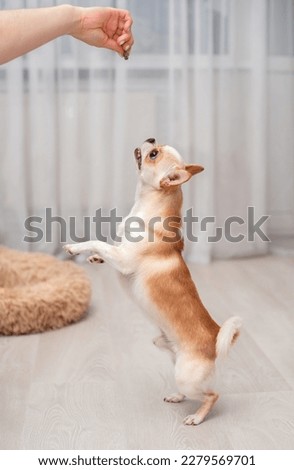 A chihuahua dog of a light color stands on its hind legs in the room. He reaches for the owner's hand. The dog is asking for food. The photo is blurred