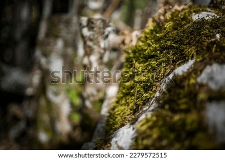 close-up of lichen on a tree in a forest in savoy