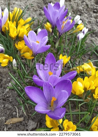 Bright tender blue and yellow crocus flowers, spring bloom in the garden Royalty-Free Stock Photo #2279573061