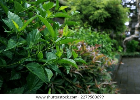 Photo of a garden full of colorful plants and flowers, a beautiful garden