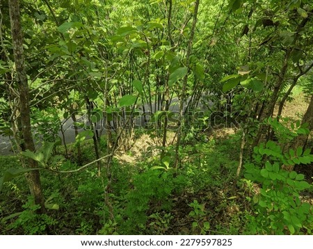 Fresh green environment in the forest