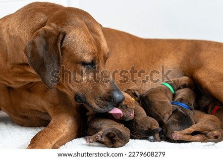 Rhodesian Ridgeback mother with newborn Rhodesian Ridgeback puppies, breastfeeding, newborn puppies Royalty-Free Stock Photo #2279608279