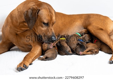 Rhodesian Ridgeback mother with newborn Rhodesian Ridgeback puppies, breastfeeding, newborn puppies Royalty-Free Stock Photo #2279608297