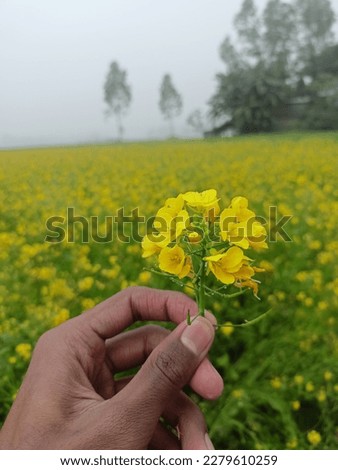 a beautiful natural flower picture, and a beautiful cold world weather, 
