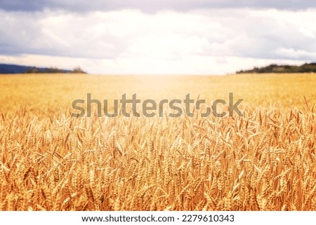 Wheat field with ripe ears in sunny weather