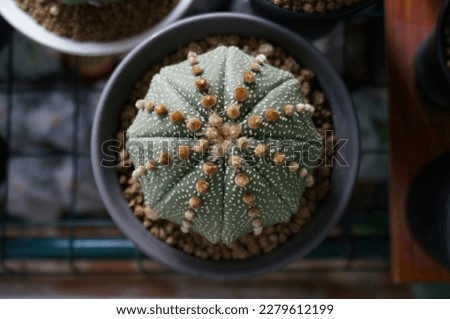 Cactus species Astrophytum Asterias. In a black plastic pot.