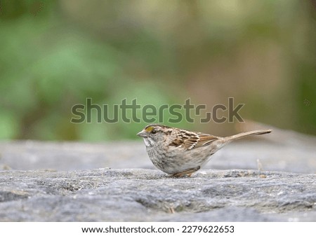 White throated sparrow feeding on boulder in Central Park