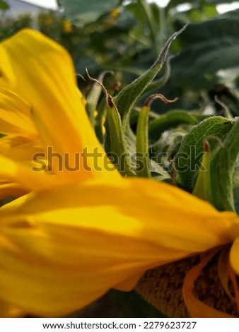 close-up picture of a sunflower tree