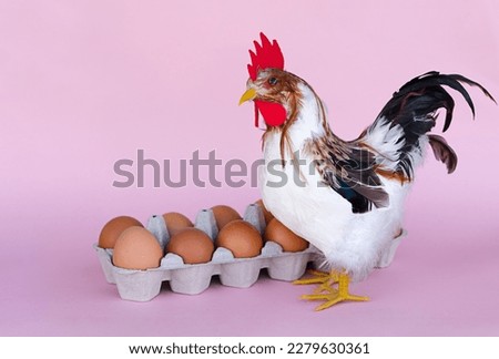 a rooster is close to a dozen eggs, a photo on a pink background, happy easter celebration, easter eggs