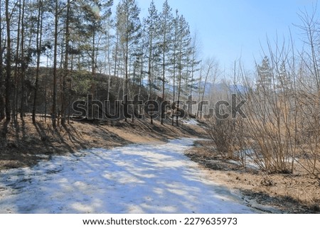 Remnants of melting snow in the spring forest. A sunny day in the Zhiguli Mountains. Lifestyle.