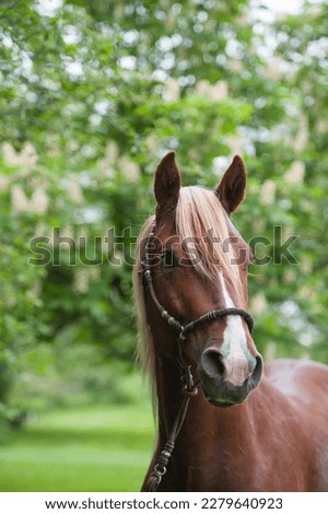 spring summer horse portrait headshot purebred peruvian horse chestnut with white blaze on face flaxen mane and forelock in traditional peruvian halter leather rope and beads vertical horse portrait