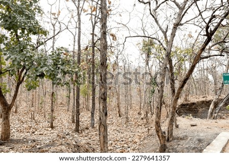 Mountain Forest Trees Background image, selective focus