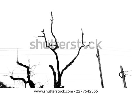 Dead tree Clipart tree trunk in outdoor image, selective focus