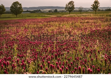 Blooming fields of red crimson clover - Trifolium incarnatum, summer meadow landscape. sunshine, countryside blurred background