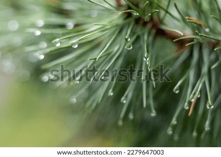 Close-up of rain drops on a pine tree branch. Blurred background. Moody atmosphere of a rainy day.  Royalty-Free Stock Photo #2279647003