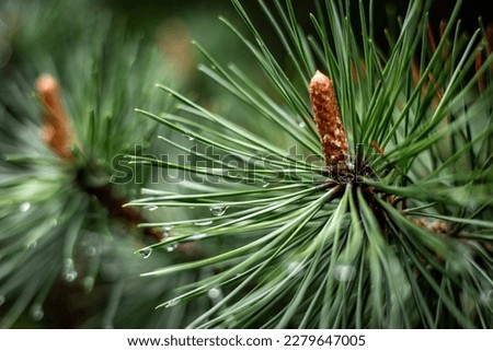 Close-up of rain drops on a pine tree branch. Blurred background. Moody atmosphere of a rainy day.  Royalty-Free Stock Photo #2279647005