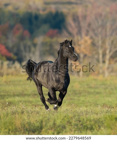 dark part morgan horse running through field with fall foliage in background vertical equine image room for type fast horse galloping in open field dark brown or black horse with white facial marking Royalty-Free Stock Photo #2279648569
