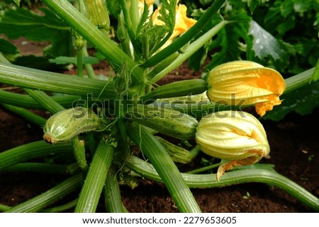 On the bed between the leaves on the bush grows a fresh green squash. Organic vegetables on an organic farm. The concept of agriculture, cultivation and care of plants.Food for vegetarians Royalty-Free Stock Photo #2279653605