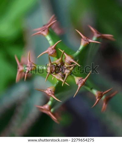 Succulent with succulent stem storing water, stem apex (Euphorbia sp.) Royalty-Free Stock Photo #2279654275