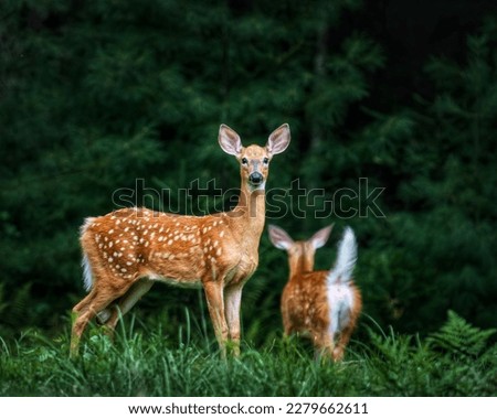 The picture shows two deer looking on.