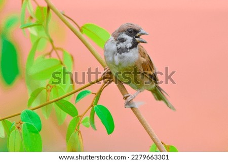 A sparrow is perched on a branch. of cat's milk flower to eat pollen and seeds