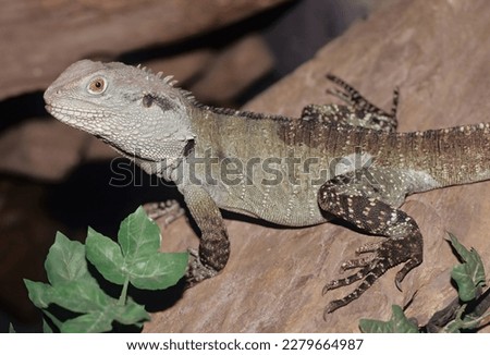 The Australian water dragon (Intellagama lesueurii),which includes the eastern water dragon (Intellagama lesueurii lesueurii ) and the Gippsland water dragon (Intellagama lesueurii howittii ) subspeci
