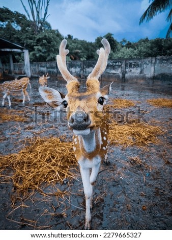 a cute deer picture which is  posing into camera. best moment  of wildlife.