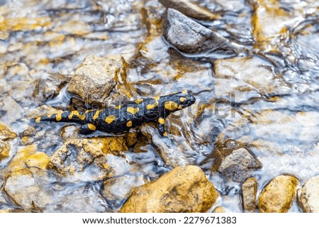 Spotted fire salamander in forest brook. Endangered wild animal in Carpathian mountains.