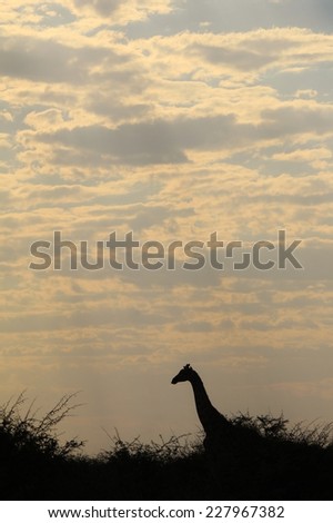 Giraffe Silhouette - African Wildlife Background - Golden Harmony and Tranquility