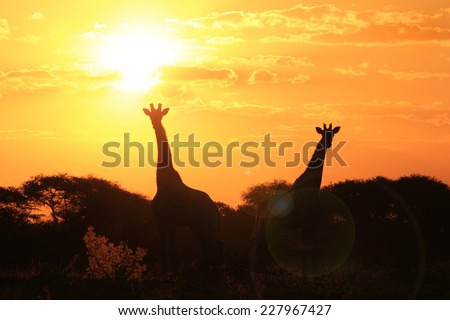 Giraffe Silhouette - African Wildlife Background - Golden Harmony and Tranquility