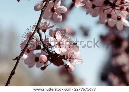 
A cherry tree with pink flowers bloomed in spring