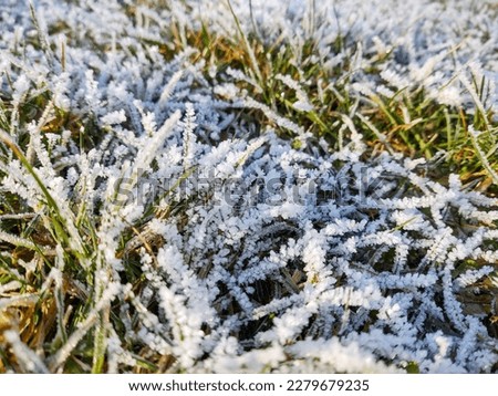 Frozen grass with frost on the meadow or garden and in the nature. Slovakia