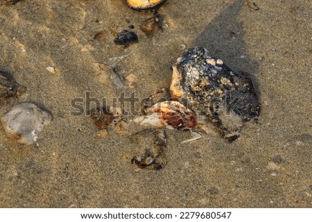 Shell in the sea sand,outdoor