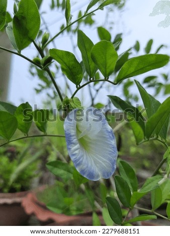 The genus name “Clitoria” comes from the Greek word “kleitoris,” which refers to the shape of the flower resembling female genitalia, and “mariana” possibly refers to a woman Linnaeus was courting whe