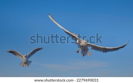 Seagulls flying in the air near the sea, with the blue color of sky in the background