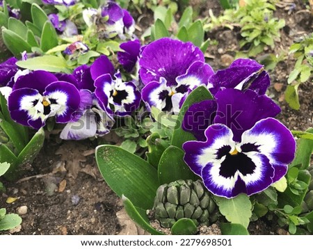 Viola tricolor or Wild pansy (Turkish: Hercai Menekse) in the nature.