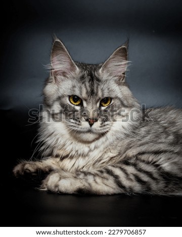 Beautiful gray cat with expressive eyes is posing for a photo. The breed of the cat is the Maine Coon