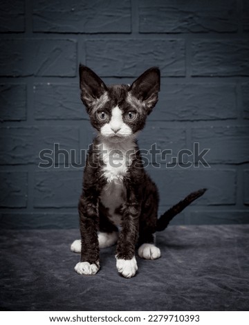 A cute kitten with a pleasant to the touch coat poses for a photo against a gray brick wall. The breed of the cat is the Devon Rex