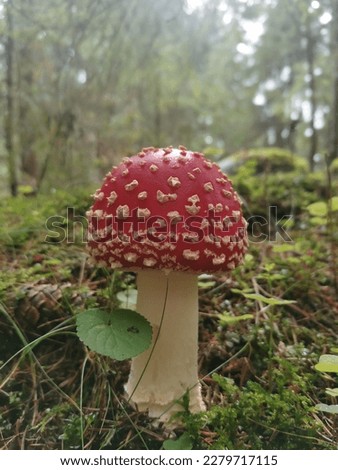 toadstool in the forest on the ground among the grass. be careful, it is a dangerous mushroom that can poison you and make you sick Royalty-Free Stock Photo #2279717115