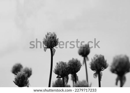 Typical common and wild clover flowers growing in the garden in a black and white monochrome. Royalty-Free Stock Photo #2279717233